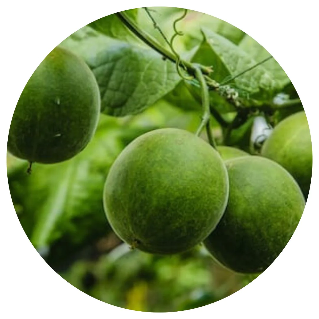 monk-fruit-extract